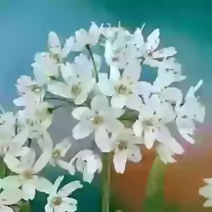 Cowanii